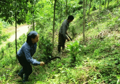 Quyền sử dụng đất rừng và các điều kiện