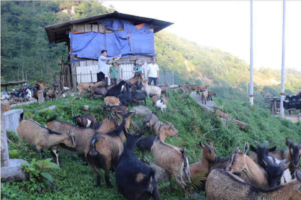 Mô hình chăn nuôi dê trên núi cao của anh Chòi Văn Lụa, người dân tộc Dao ở xã Hồ Thầu, huyện Hoàng Su Phì (Hà Giang)
