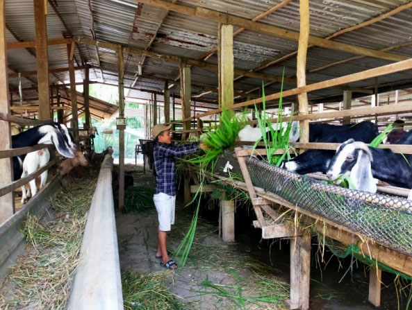 Mô hình chăn nuôi dê của anh Hồ Văn Trí đem lại thu nhập hàng trăm triệu đồng mỗi năm