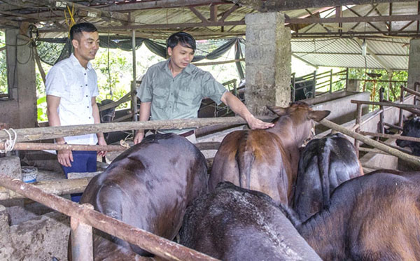 Mô hình chăn nuôi bò của anh Trần Trọng Tấn, 34 tuổi, dân tộc Tày ở thôn Làng Lai, thị trấn La Hiên