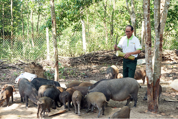 Mô hình chăn nuôi lợn rừng của anh Phạm Văn Tình
