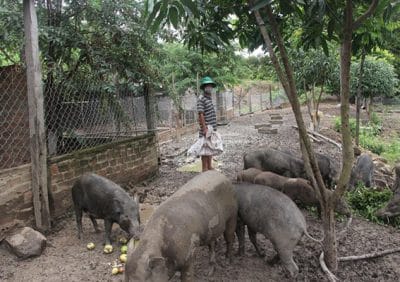Mô hình chăn nuôi lợn rừng của ông Nguyễn Văn Phóng ở thôn Ea Duất (xã Ea Wer)