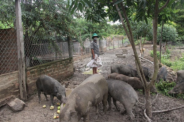 Mô hình chăn nuôi lợn rừng của ông Nguyễn Văn Phóng ở thôn Ea Duất (xã Ea Wer)
