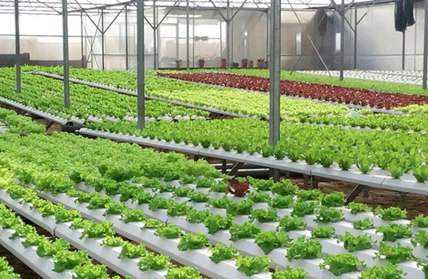 Mô hình trồng rau sạch VietGAP