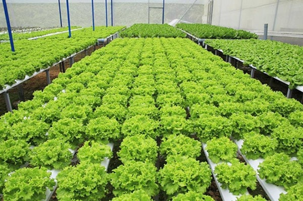 Mô hình trồng rau sạch của Nhật Bản 