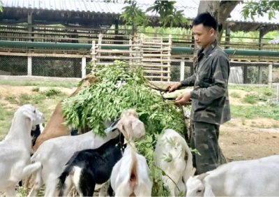 Mô hình chăn nuôi dê nhốt chuồng của anh Nguyễn Thái Hòa, thôn Bình Khánh, thị trấn Phú Khánh, huyện Thạnh Phú