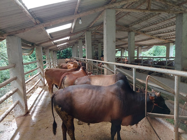 Mô hình chăn nuôi bò của chị Giàng Thị Bào tại xã Thượng Giáo, huyện Ba Bể